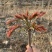 漏天香春芽，大量上市。自产。