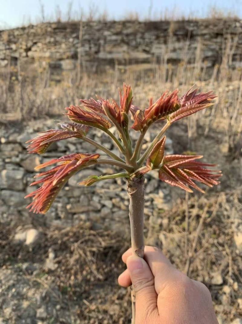 漏天香春芽，大量上市。自产。