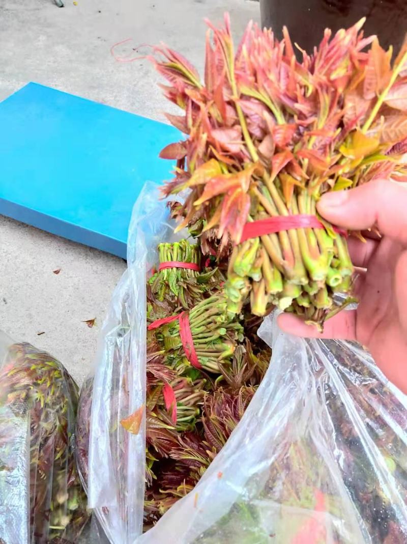 漏天香春芽，大量上市。自产。