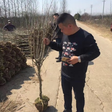 精选木槿独杆木槿2公分3公分，4公分木槿产地价格