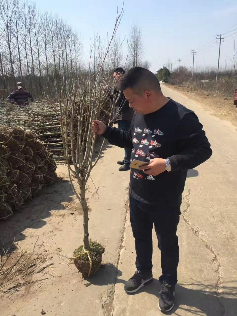 精选木槿独杆木槿2公分3公分，4公分木槿产地价格