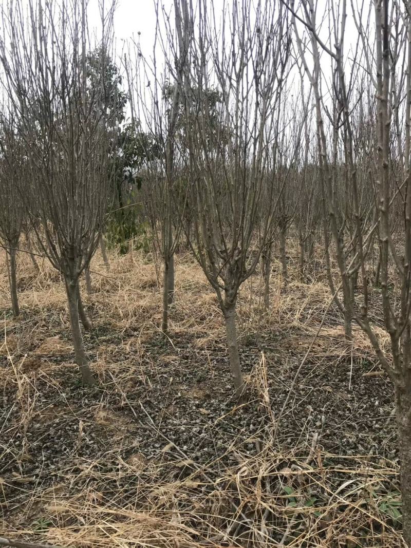 精选木槿独杆木槿2公分3公分，4公分木槿产地价格