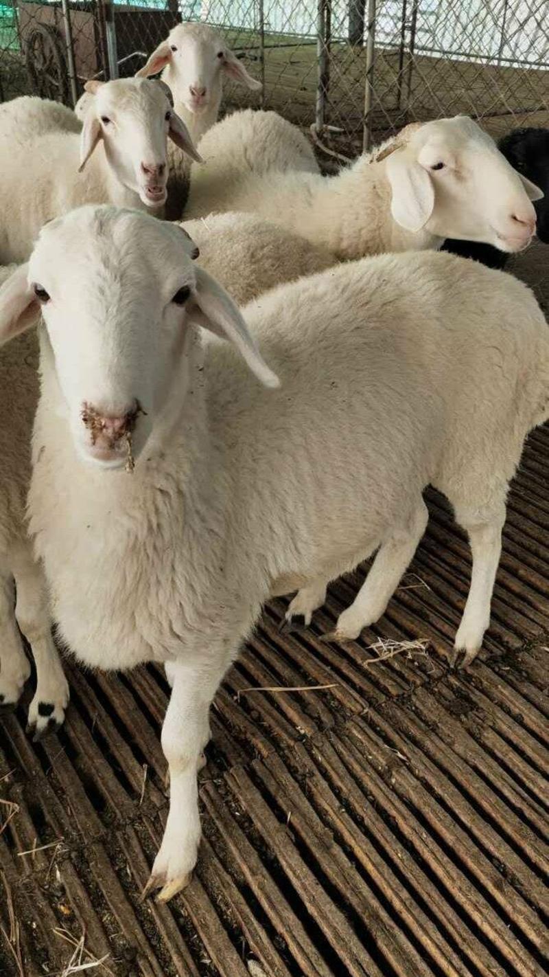 山东养殖户种羊肉羊苗杜寒杂交品种纯种黑头杜波绵羊澳洲白母