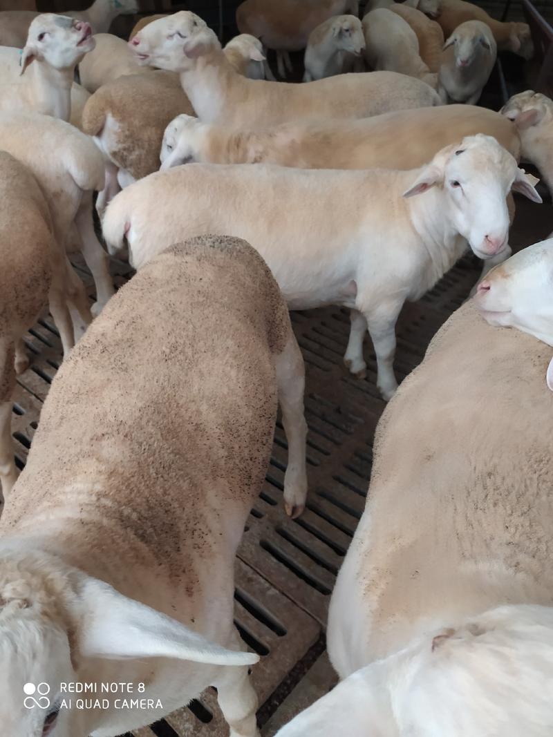 山东养殖户种羊肉羊苗杜寒杂交品种纯种黑头杜波绵羊澳洲白母
