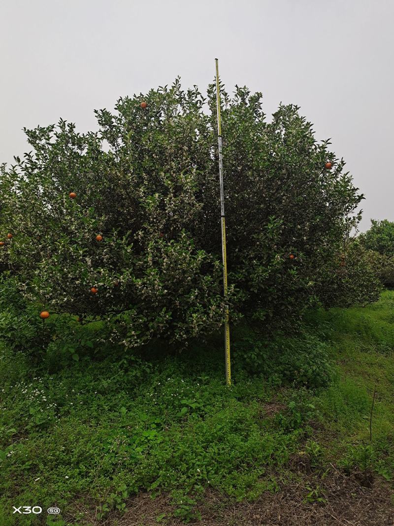 长期大量供应橘子树，柚子树