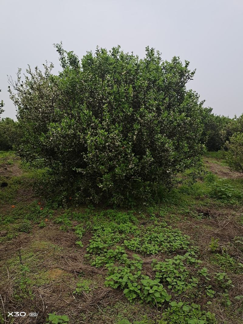 长期大量供应橘子树，柚子树