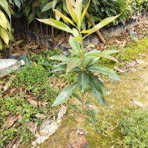 木荷苗，木荷小杯苗出售，广州木荷小袋苗供应，