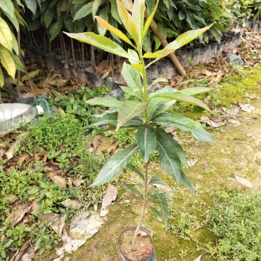 木荷苗，木荷小杯苗出售，广州木荷小袋苗供应，