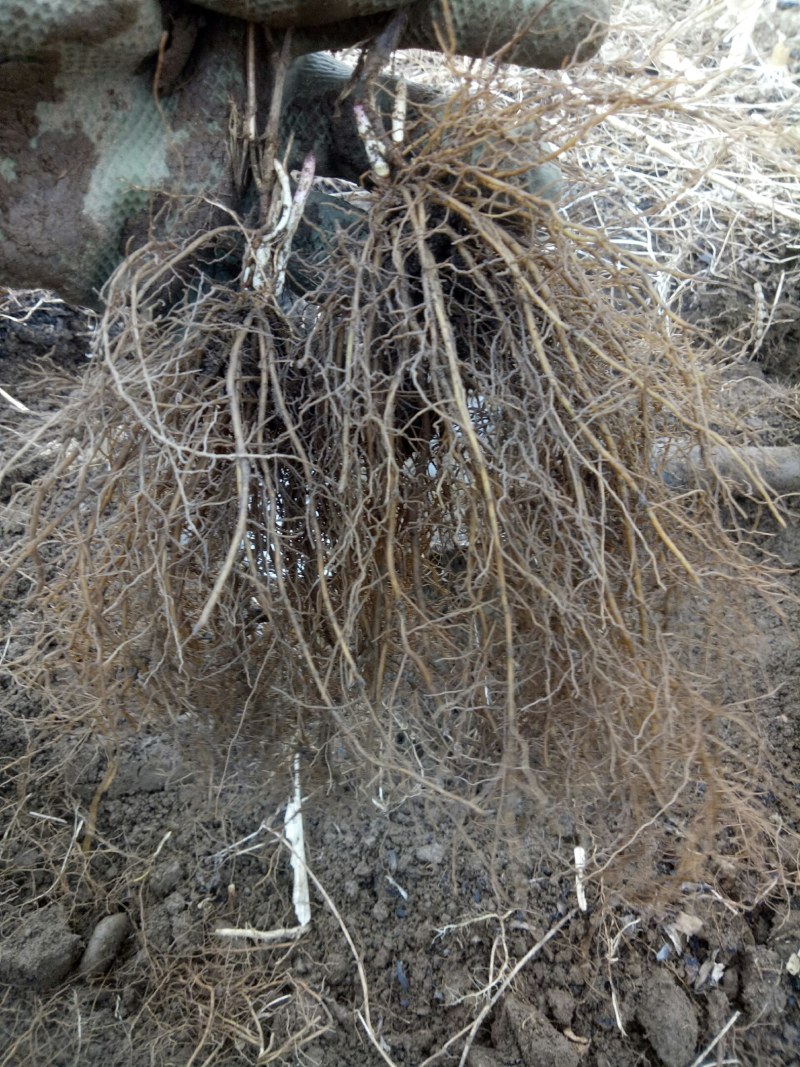 威灵仙种苗，二至三年生苗。