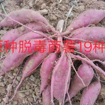红薯苗，大量批发各种优质脱毒红薯苗，基地直供。