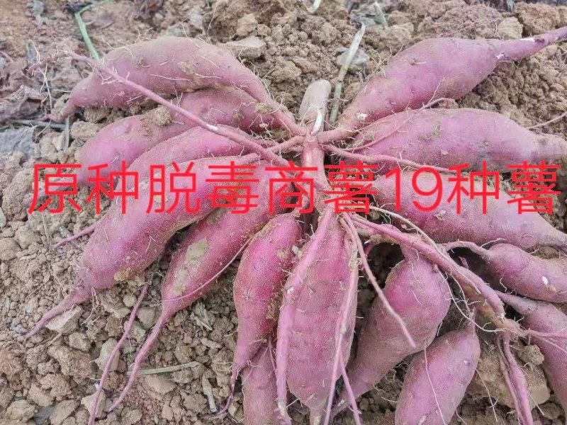 红薯苗，大量批发各种优质脱毒红薯苗，基地直供。