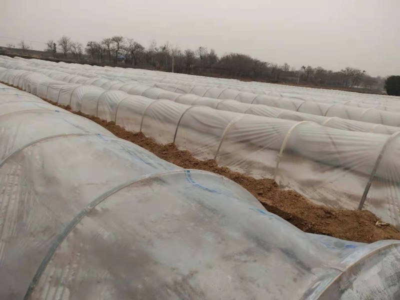 红薯苗，大量批发各种优质脱毒红薯苗，基地直供。