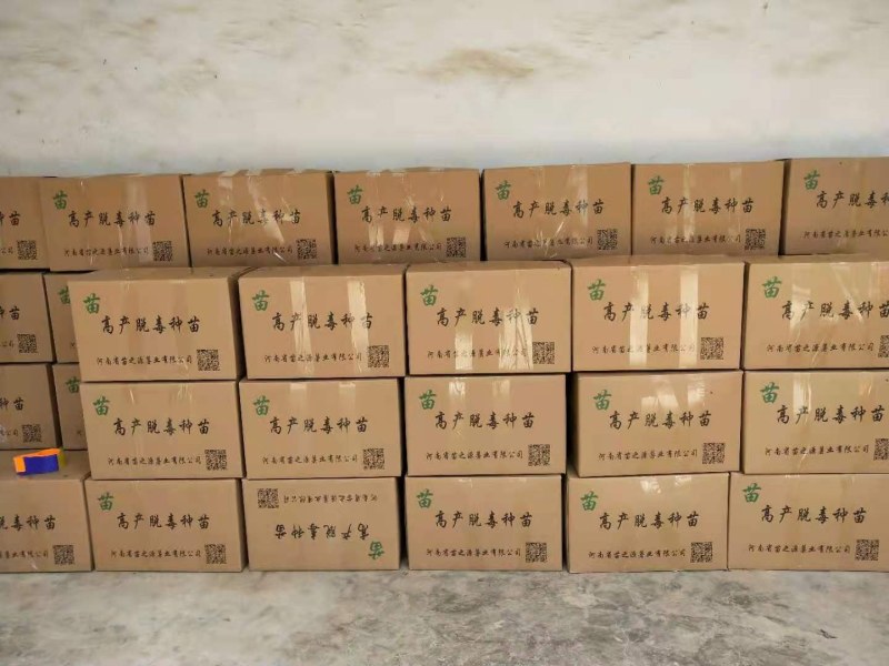 红薯苗，大量批发各种优质脱毒红薯苗，基地直供。