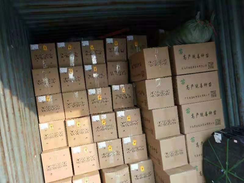 红薯苗，大量批发各种优质脱毒红薯苗，基地直供。