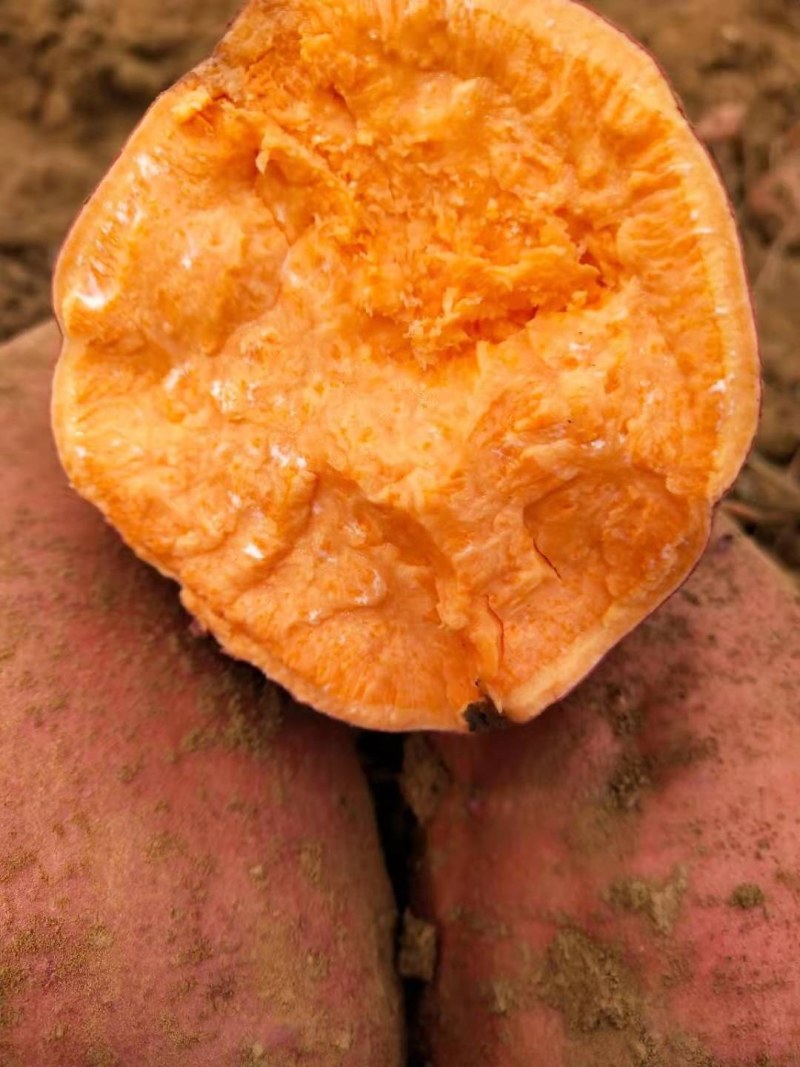 红薯苗，大量批发各种优质脱毒红薯苗，基地直供。