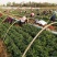 红薯苗，大量批发各种优质脱毒红薯苗，基地直供。