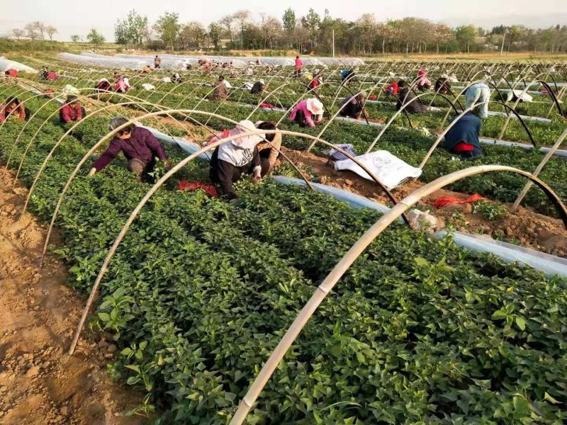 红薯苗，大量批发各种优质脱毒红薯苗，基地直供。
