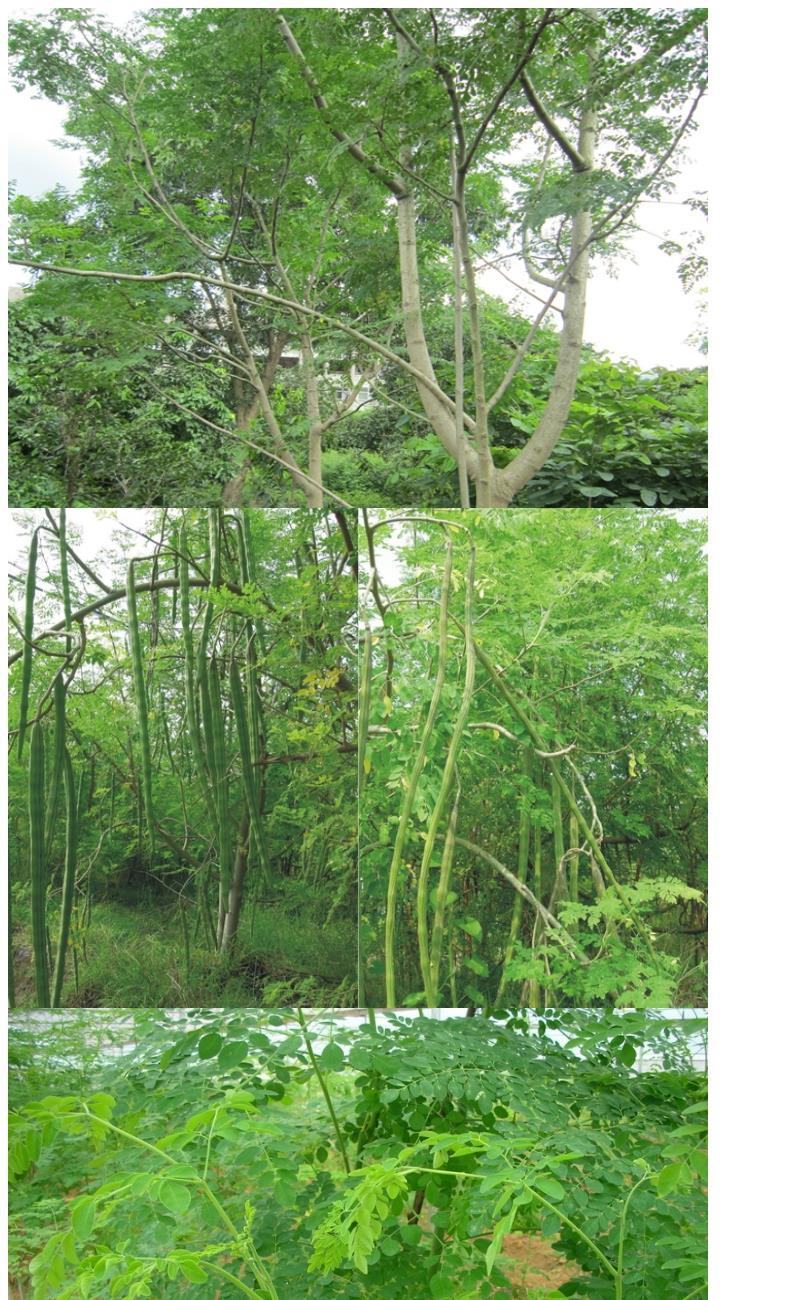 辣木籽印度辣木种子辣木树种子辣木种子辣木籽