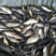 【渔场直销】石斑鱼苗，淡水石斑鱼苗，免费提供养殖技术