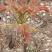 马家寨子鲜香椿芽下来了
