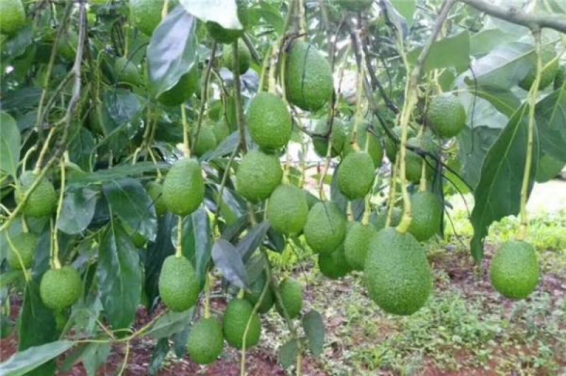 牛油果种子种条水果种子哈斯牛油果大果洛梨