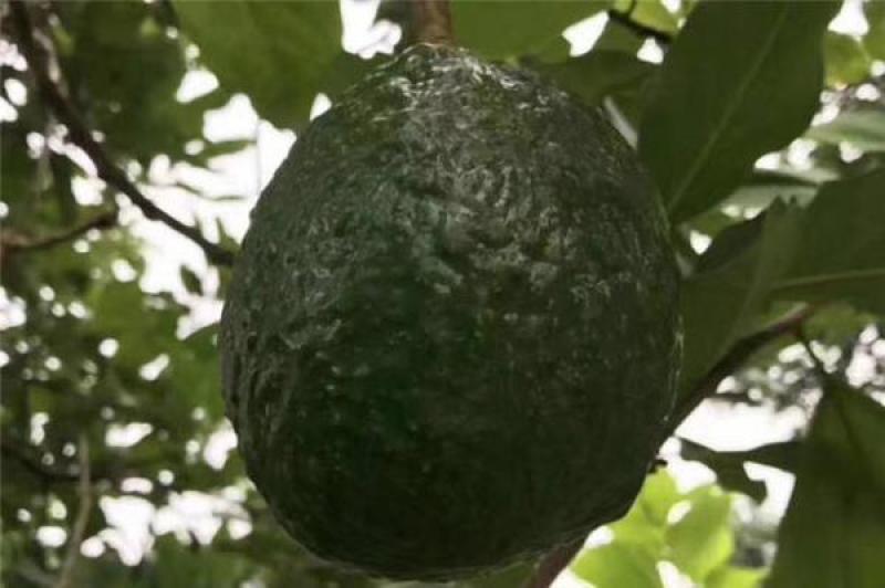 牛油果种子种条水果种子哈斯牛油果大果洛梨