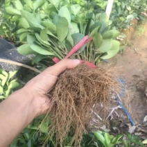 江苏卫矛冬青床苗苗圃批发量大联系