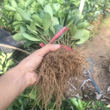江苏卫矛冬青床苗苗圃批发量大联系