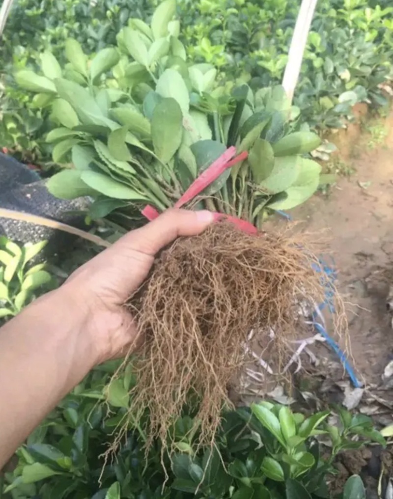 江苏卫矛冬青床苗苗圃批发量大联系