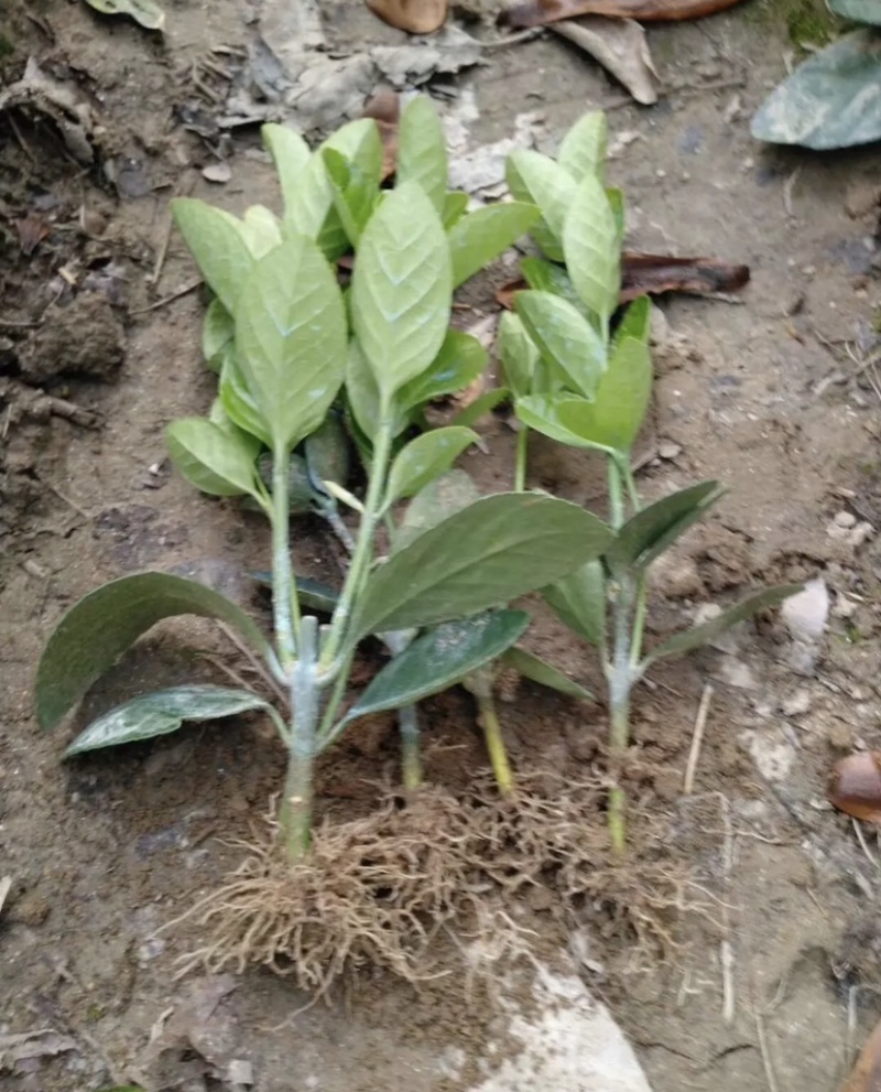 江苏卫矛冬青床苗苗圃批发量大联系