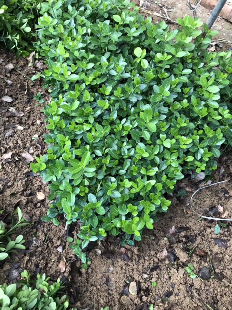 江苏卫矛冬青床苗苗圃批发量大联系