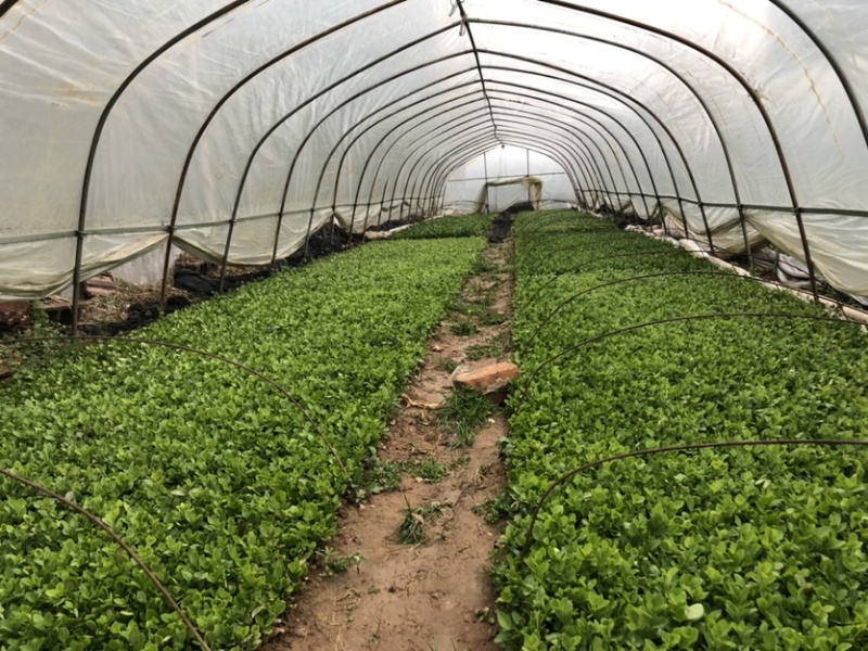 江苏卫矛冬青床苗苗圃批发量大联系
