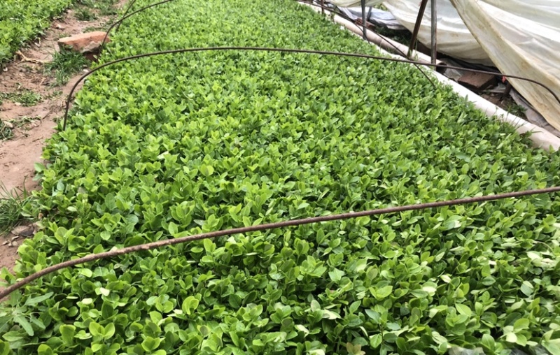 江苏卫矛冬青床苗苗圃批发量大联系