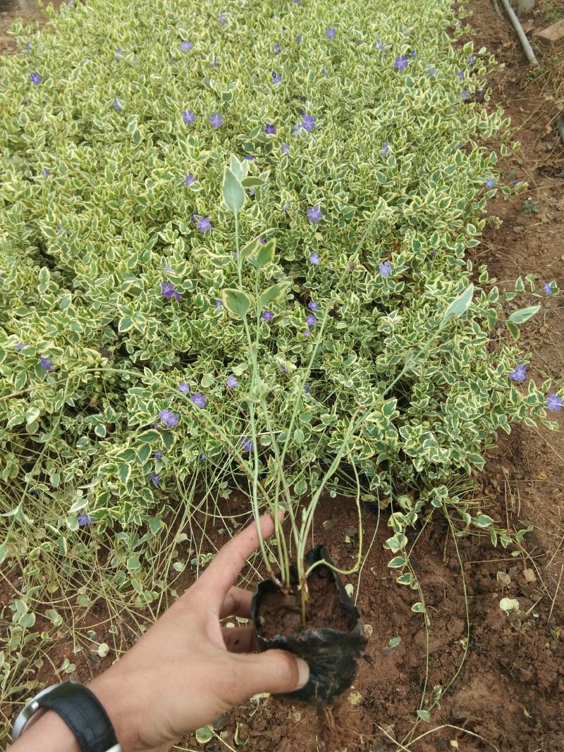 花叶蔓长春营养钵花叶蔓长春种植基地