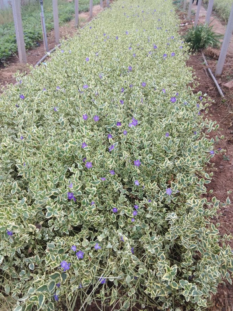 花叶蔓长春营养钵花叶蔓长春种植基地