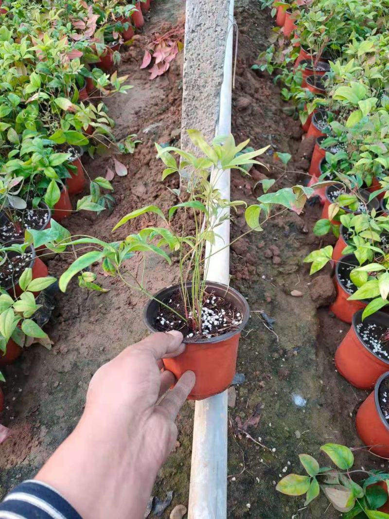 火焰南天竹双色盆南天竹红火焰南天竹种植基地