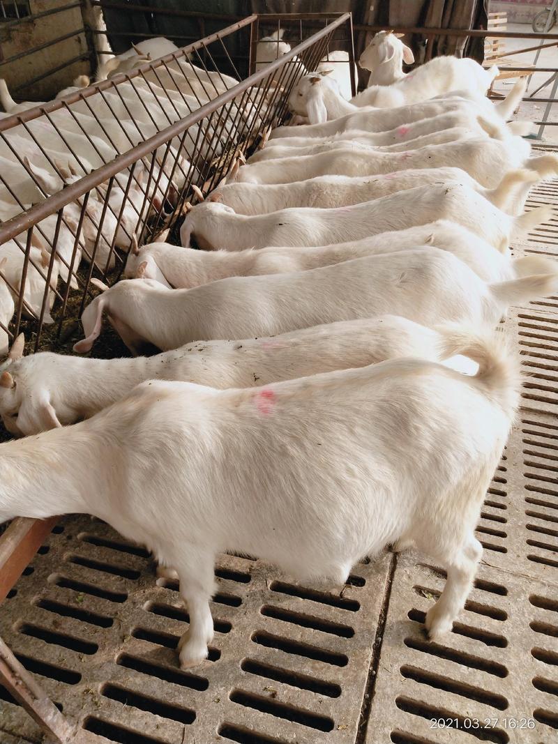 美国大白山羊，抗严寒耐高温，繁殖率高，出肉率高，是您的首