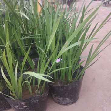 大盆香蒲水生植物种植基地