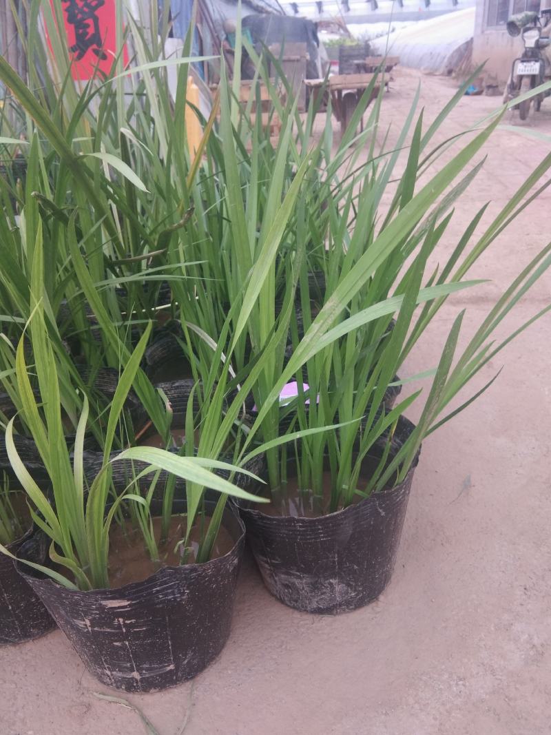 大盆香蒲水生植物种植基地