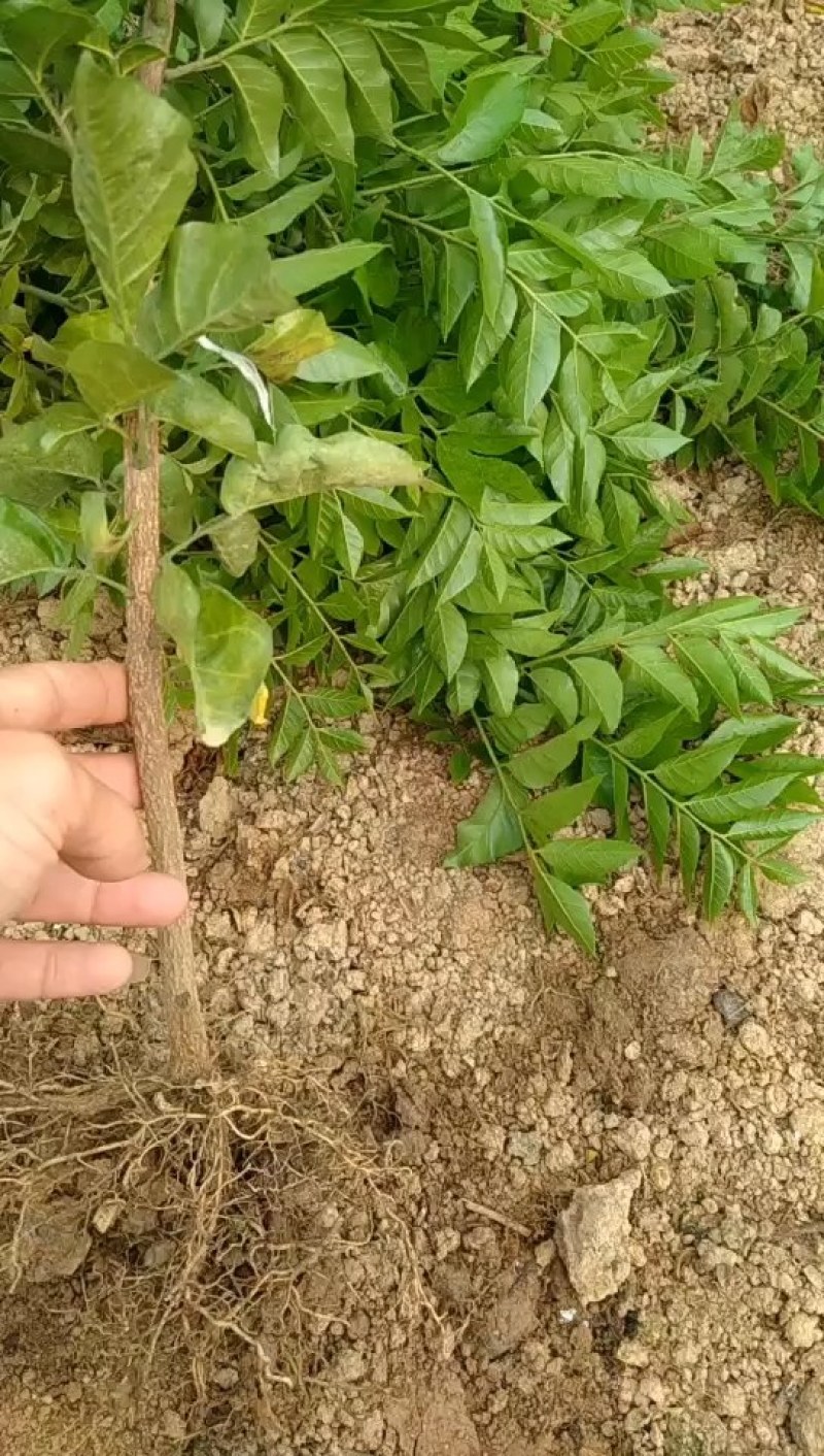 西瓜芭乐番石榴苗，一年四季挂果，南北方都可以种植