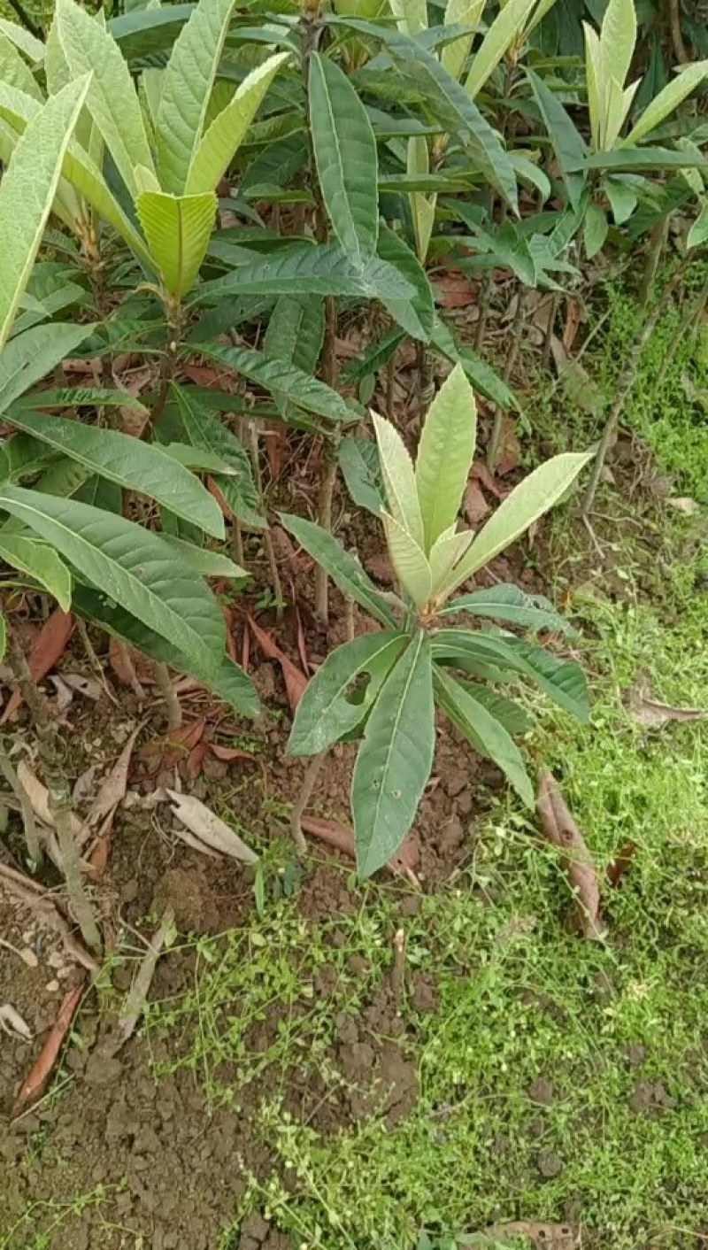 西瓜芭乐番石榴苗，一年四季挂果，南北方都可以种植