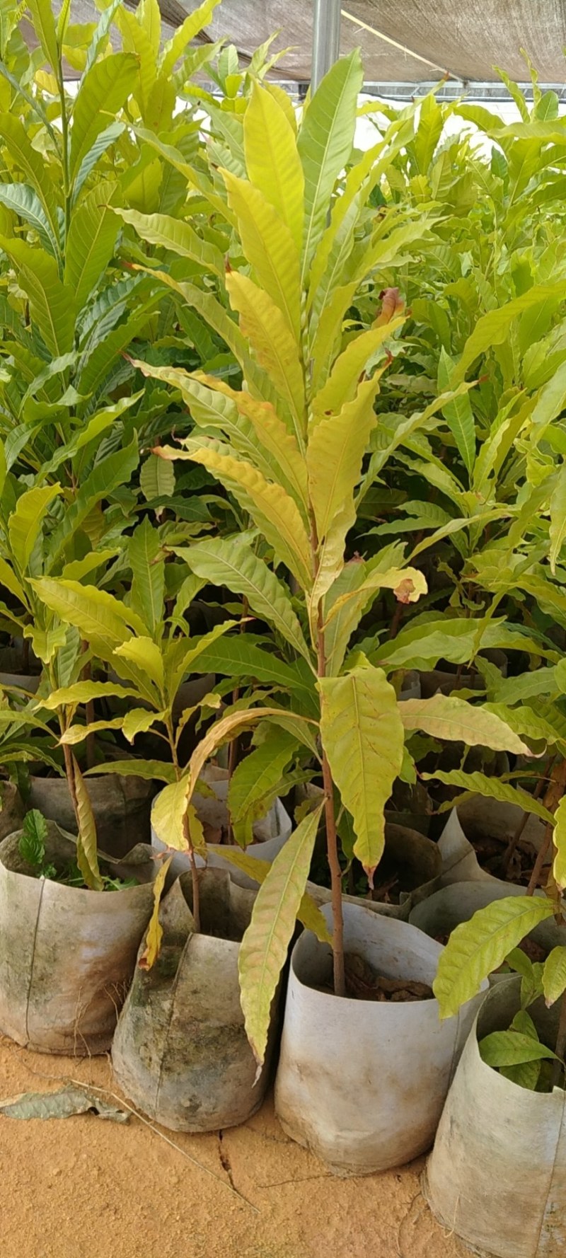 西瓜芭乐番石榴苗，一年四季挂果，南北方都可以种植