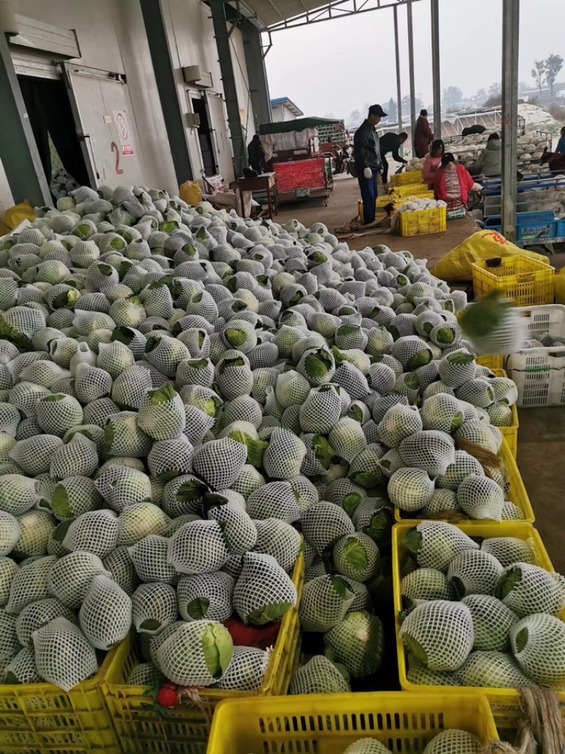 基地甘蓝新品上市，量大质优，品质优良，全国发货
