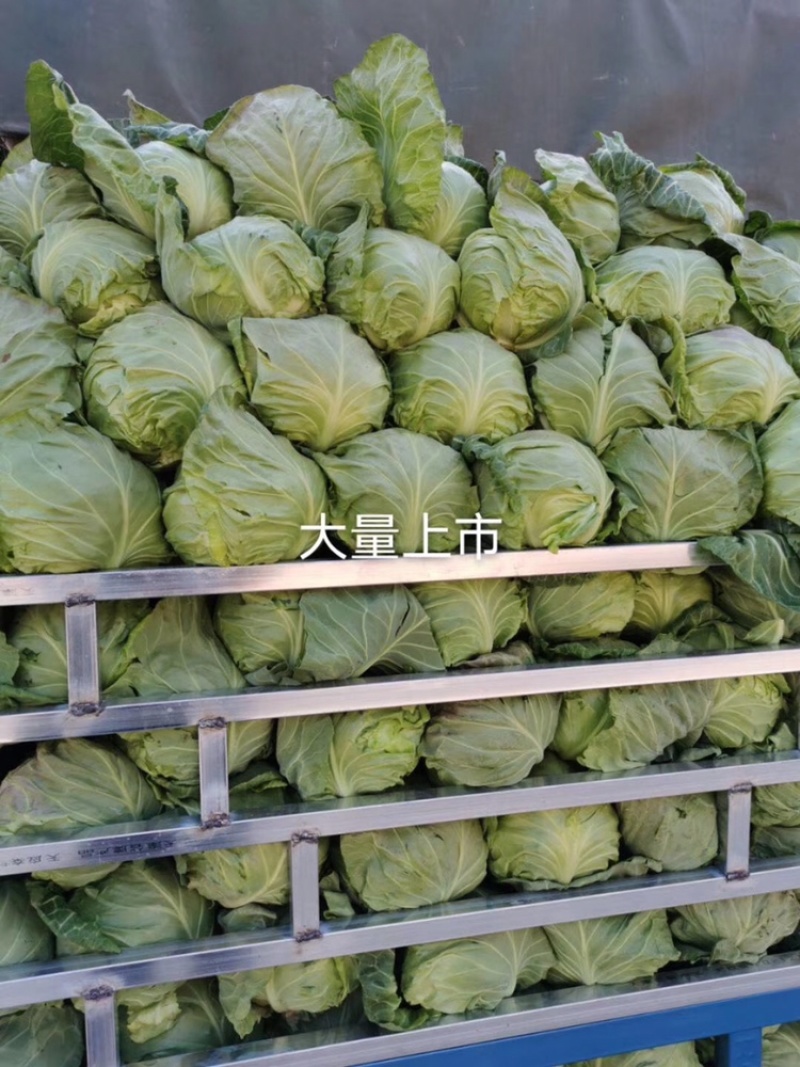 基地甘蓝新品上市，量大质优，品质优良，全国发货