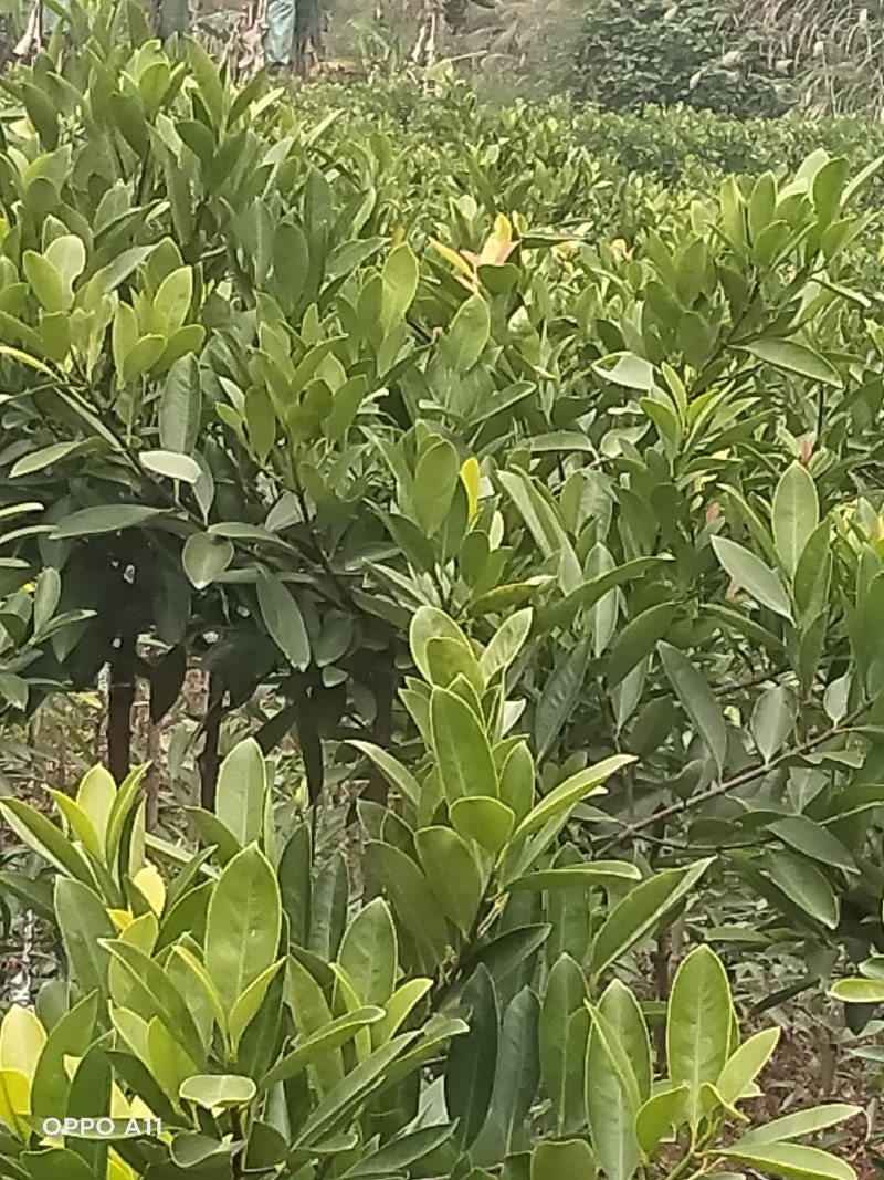 岭南山竹苗，长年叶子清秀，屋前屋后种上几棵