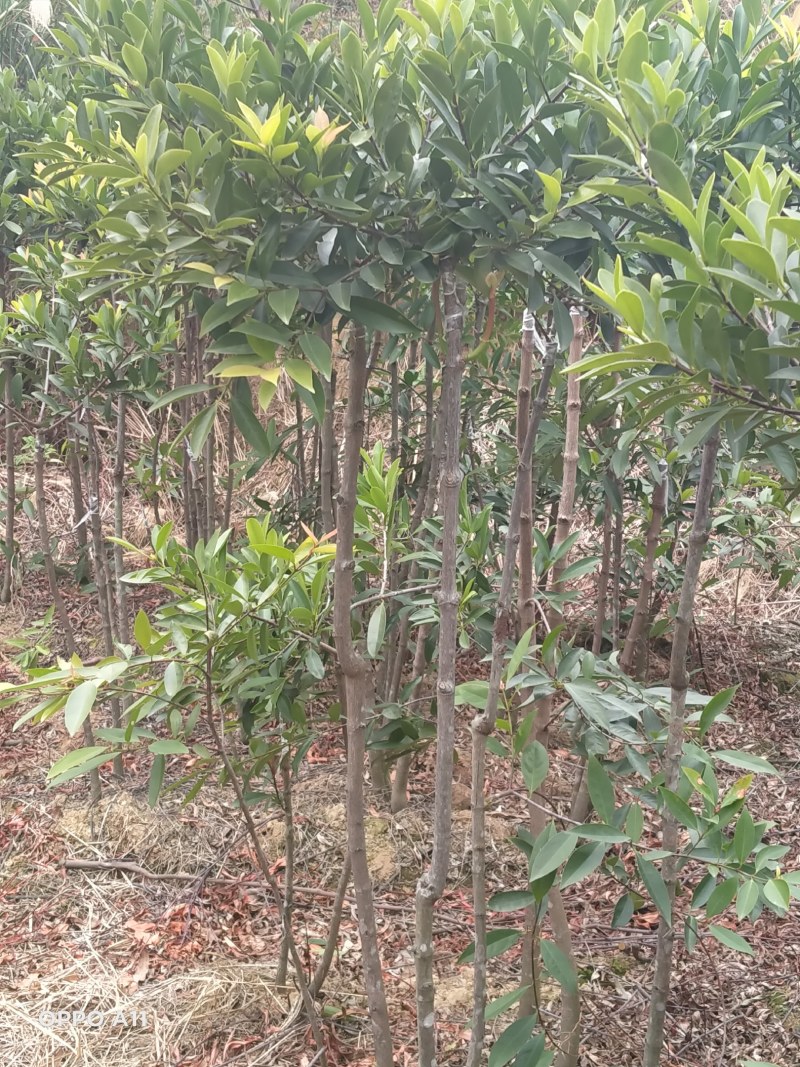 岭南山竹苗，长年叶子清秀，屋前屋后种上几棵