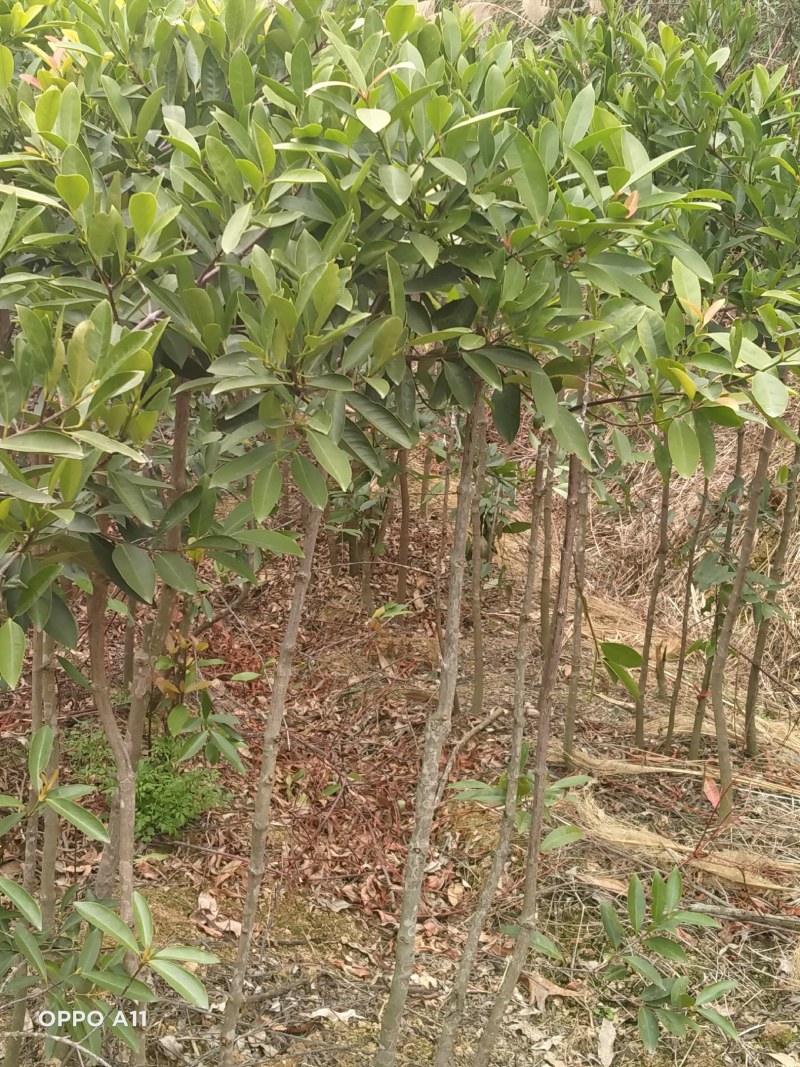 岭南山竹苗，长年叶子清秀，屋前屋后种上几棵