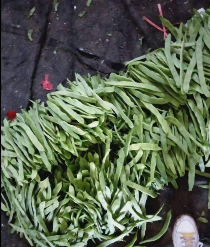 山东省聊城市，绿扁豆蔬菜产地供应价格低