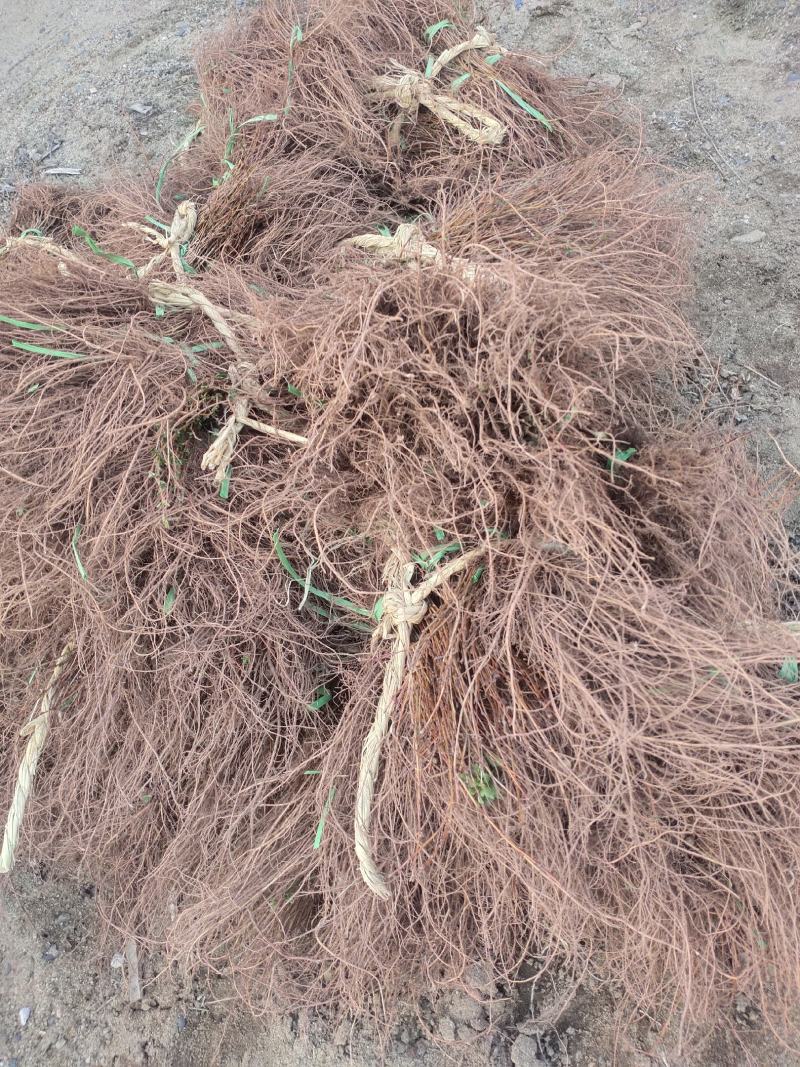 金雀花可食用、入药，还能观赏绿化，又名黄金雀，金雀锦鸡花