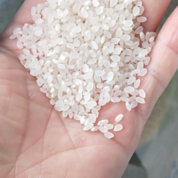 小粒香大米现磨现卖可以接受视频全过程